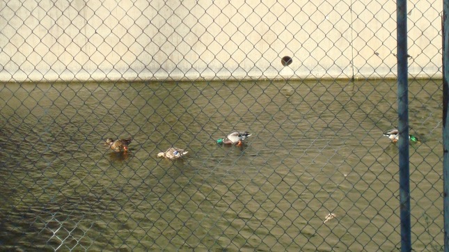 Ducks on the river in Sherman Oaks