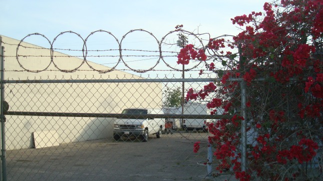 bougainvillea and barbed wire